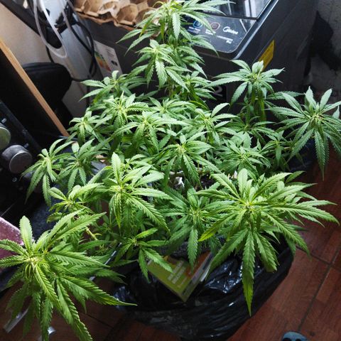 Mosca Haze growlog timeline photo