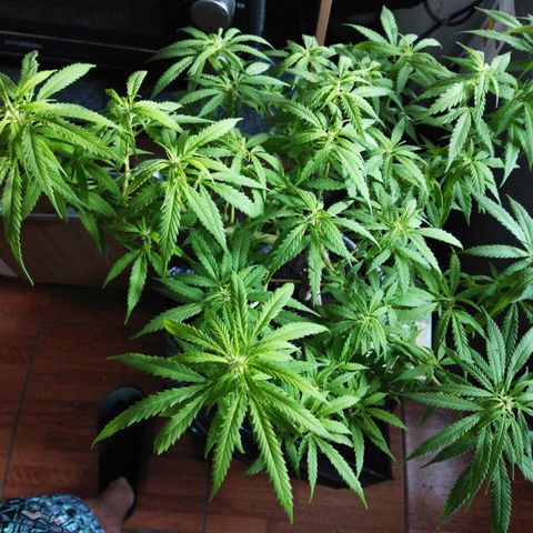 Mosca Haze growlog timeline photo