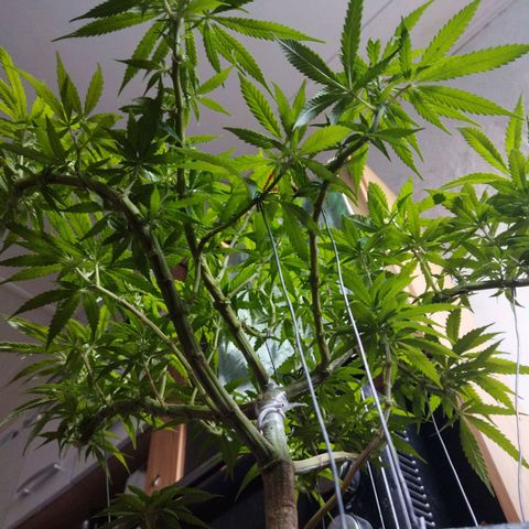 Mosca Haze growlog timeline photo