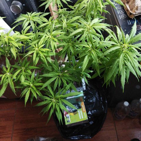 Mosca Haze growlog timeline photo