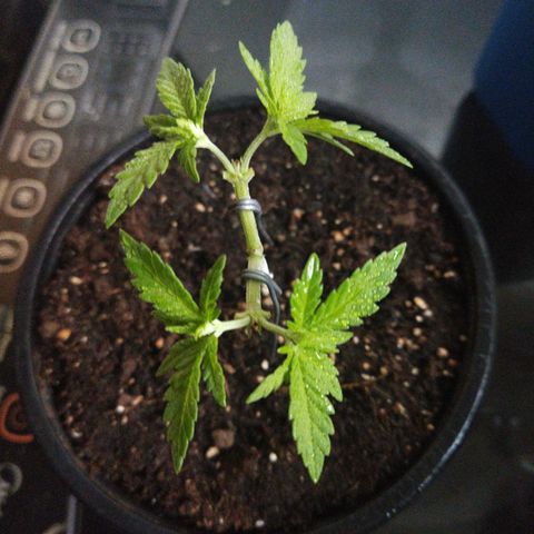 Monster Yeti  growlog timeline photo