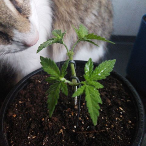 Monster Yeti  growlog timeline photo