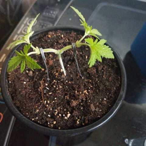 Monster Yeti  growlog timeline photo