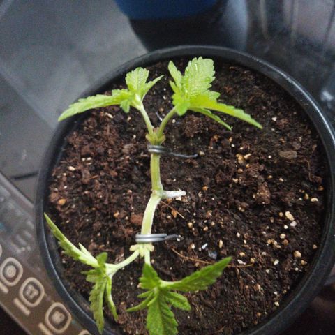 Monster Yeti  growlog timeline photo