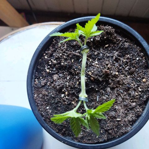 Monster Yeti  growlog timeline photo