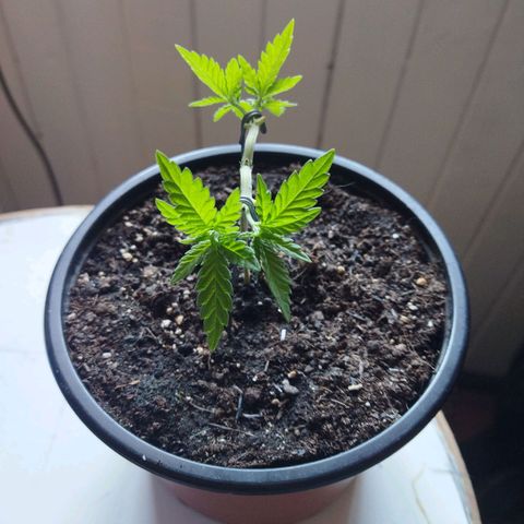 Monster Yeti  growlog timeline photo