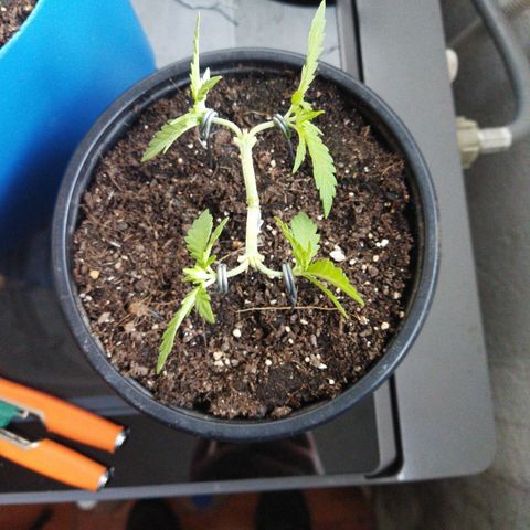 Monster Yeti  growlog timeline photo