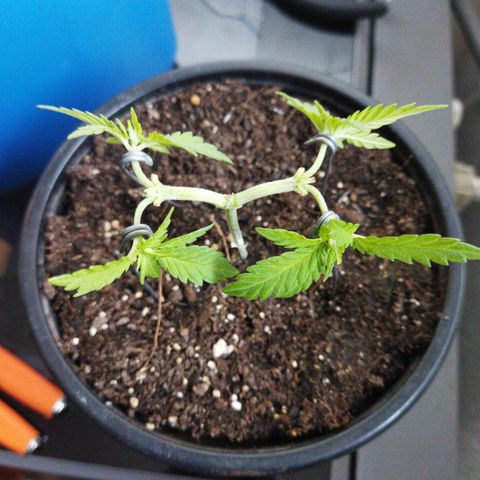 Monster Yeti  growlog timeline photo