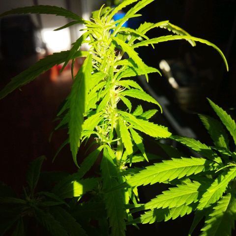 Mosca Haze growlog timeline photo