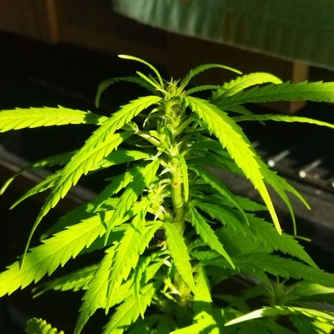 Mosca Haze growlog timeline photo