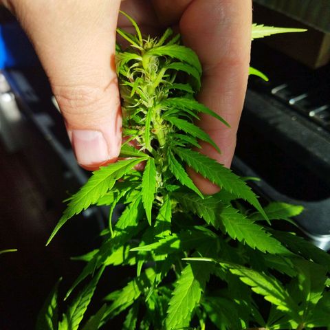 Mosca Haze growlog timeline photo