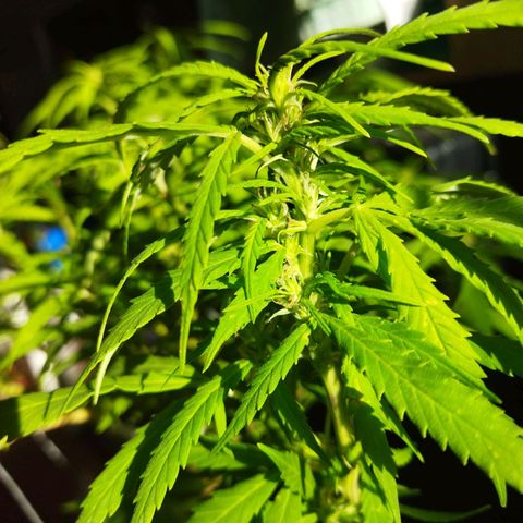 Mosca Haze growlog timeline photo