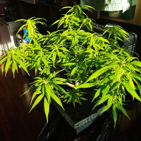 Mosca Haze growlog timeline photo