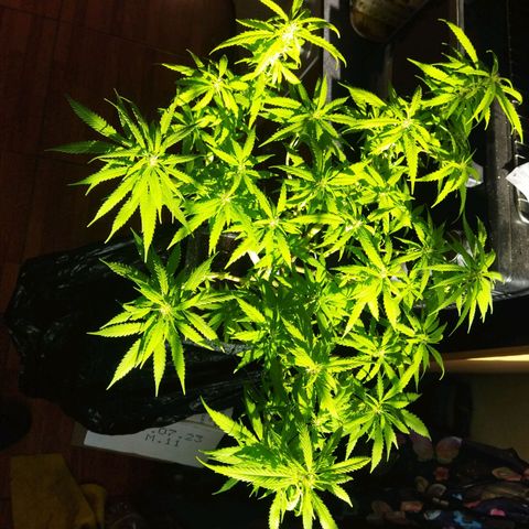 Mosca Haze growlog timeline photo