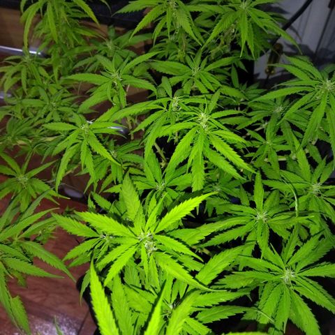 Mosca Haze growlog timeline photo