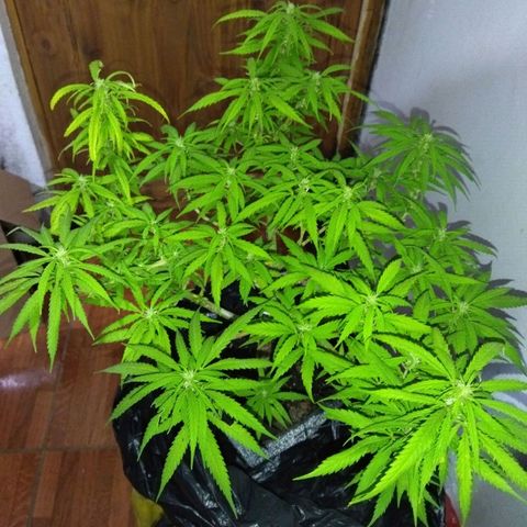 Mosca Haze growlog timeline photo