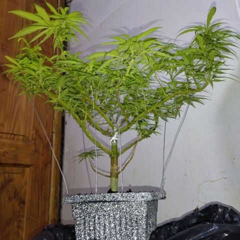 Mosca Haze growlog timeline photo