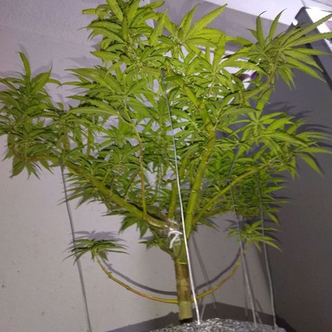 Mosca Haze growlog timeline photo