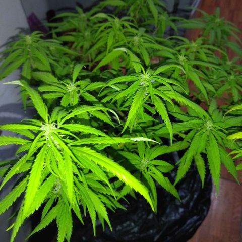 Mosca Haze growlog timeline photo