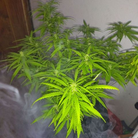 Mosca Haze growlog timeline photo