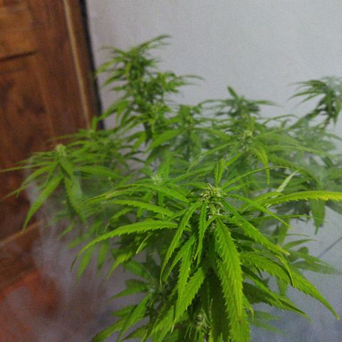 Mosca Haze growlog timeline photo