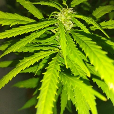 Mosca Haze growlog timeline photo