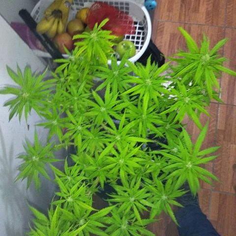Mosca Haze growlog timeline photo