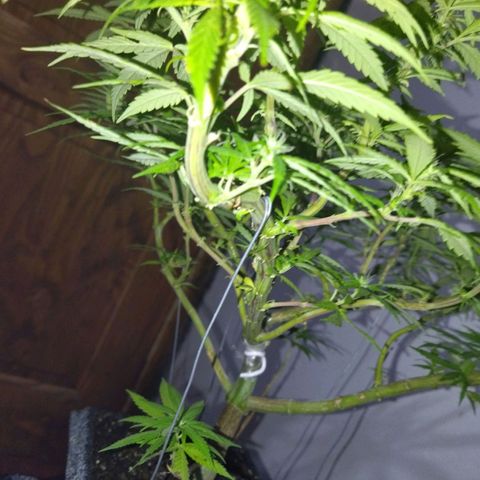 Mosca Haze growlog timeline photo