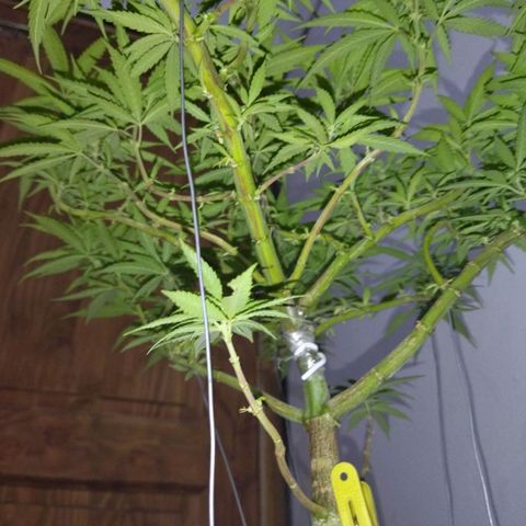 Mosca Haze growlog timeline photo