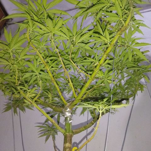 Mosca Haze growlog timeline photo