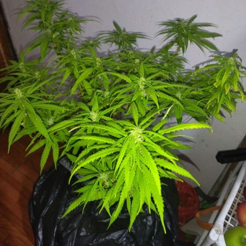 Mosca Haze growlog timeline photo