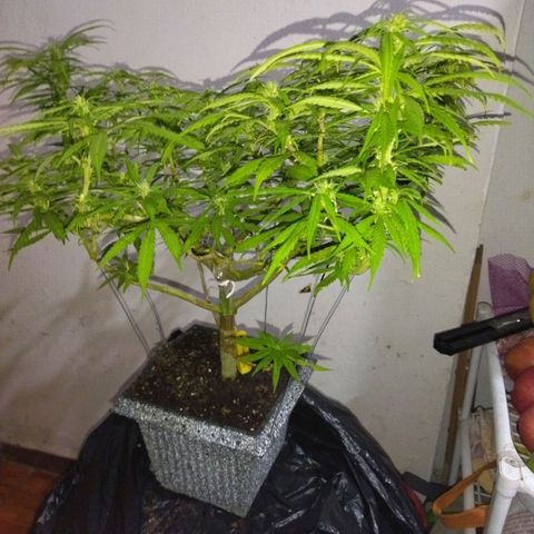 Mosca Haze growlog timeline photo
