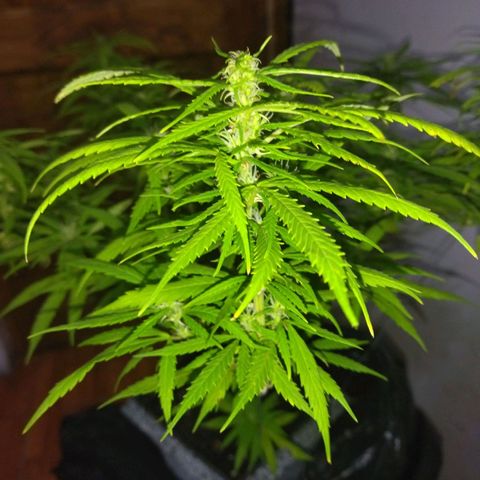 Mosca Haze growlog timeline photo