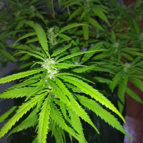 Mosca Haze growlog timeline photo