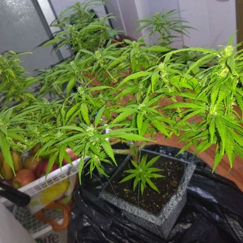 Mosca Haze growlog timeline photo