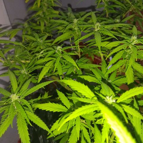 Mosca Haze growlog timeline photo