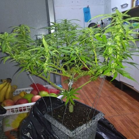 Mosca Haze growlog timeline photo