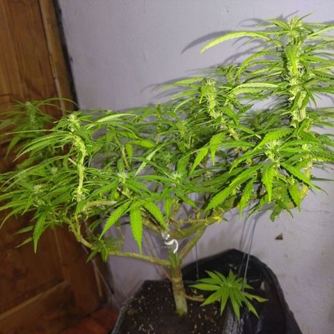 Mosca Haze growlog timeline photo