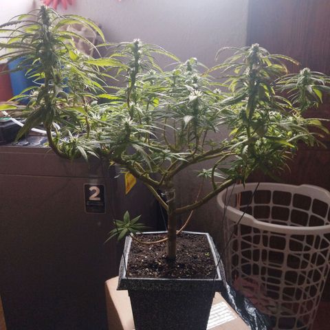 Mosca Haze growlog timeline photo