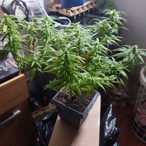 Mosca Haze growlog timeline photo