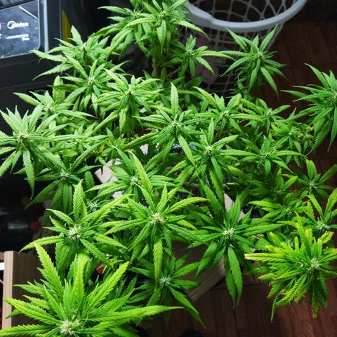 Mosca Haze growlog timeline photo