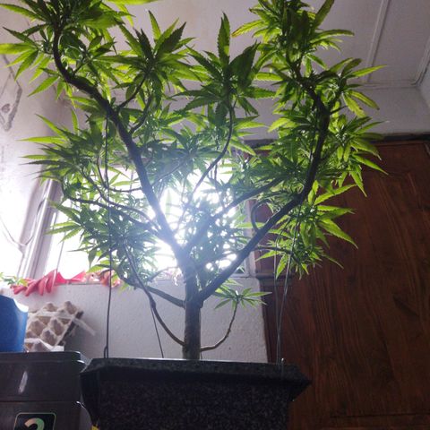 Mosca Haze growlog timeline photo