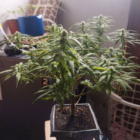 Mosca Haze growlog timeline photo