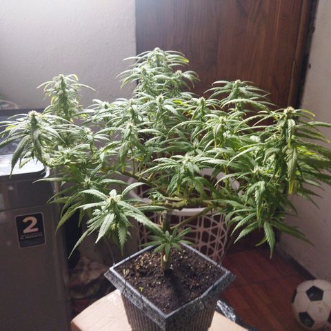 Mosca Haze growlog timeline photo