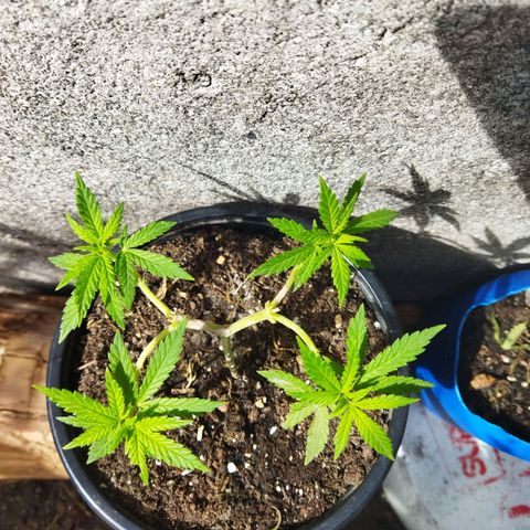 Monster Yeti  growlog timeline photo