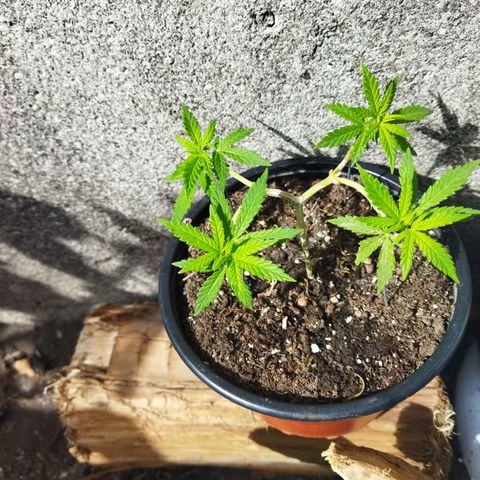 Monster Yeti  growlog timeline photo