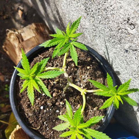 Monster Yeti  growlog timeline photo