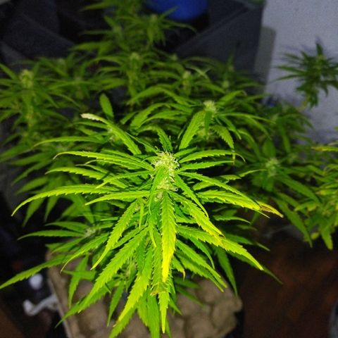 Mosca Haze growlog timeline photo