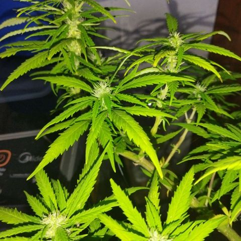 Mosca Haze growlog timeline photo