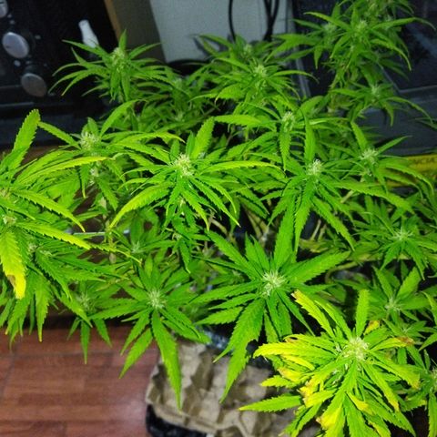 Mosca Haze growlog timeline photo